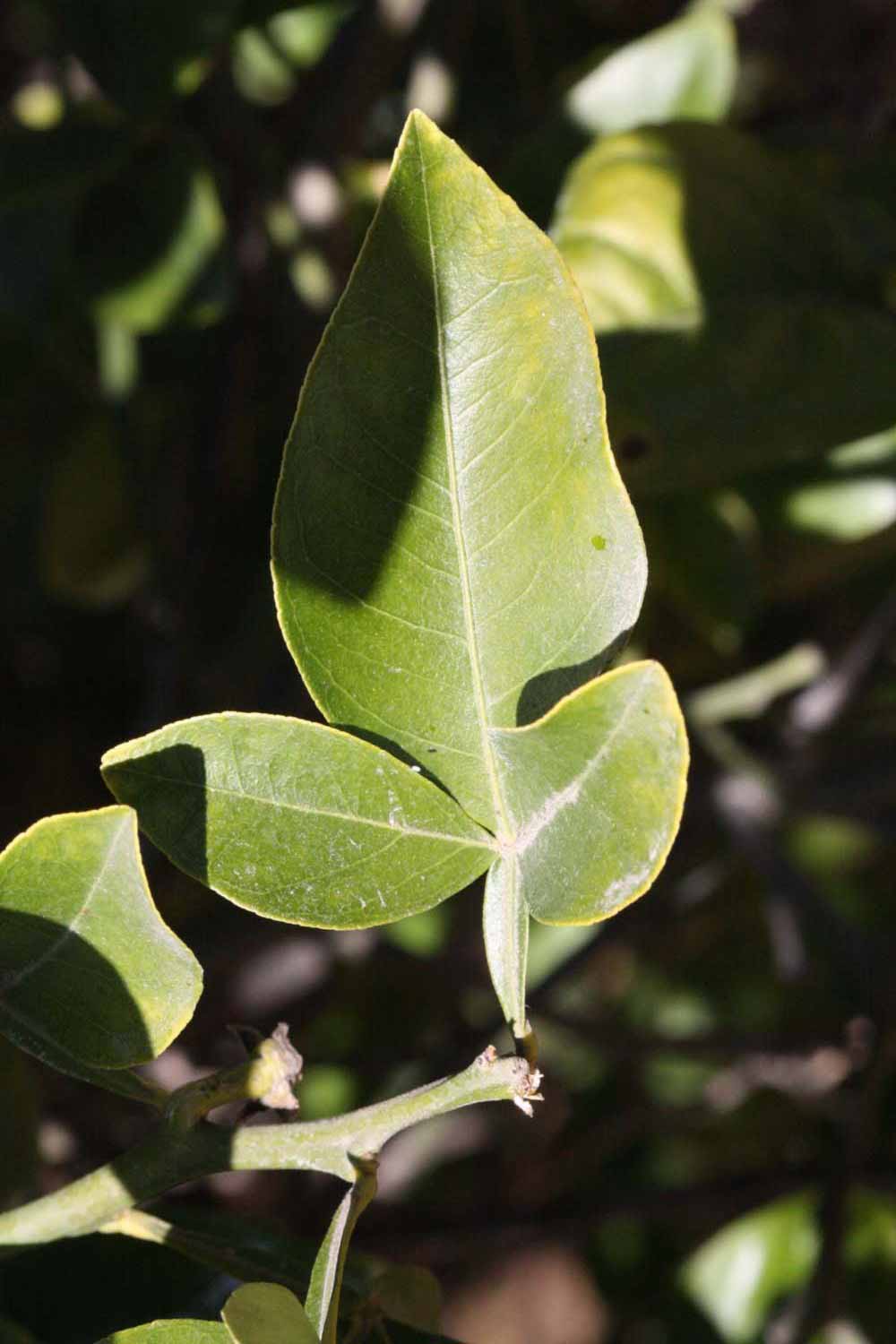              Trifoliolate leaf (Riverside, CA)       